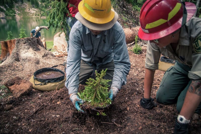 How Companies are Offsetting their Carbon Footprint by Planting Trees