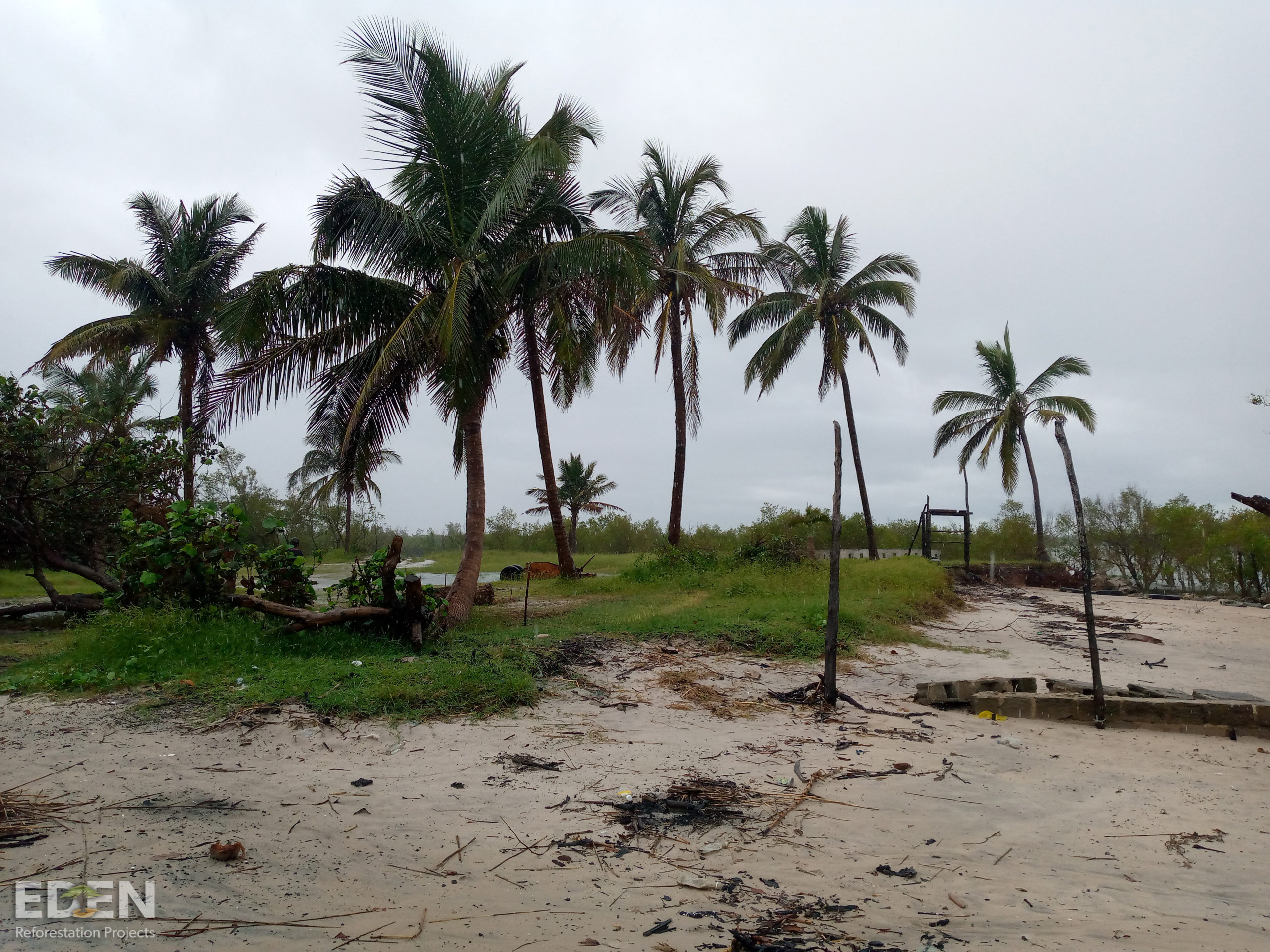 Our Tree Planting Projects and Partners