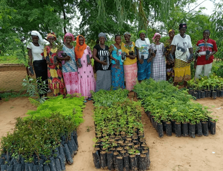 tree plantation