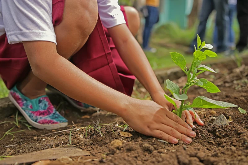 Planting a tree