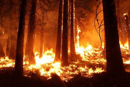 Carbon offset company forest
